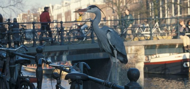 NIEUW: Ontdek de natuur van 750 jaar Amsterdam met Expeditie10! 🌿 NIEUW: Ontdek de natuur van 750 jaar Amsterdam met Expeditie10! 🌿